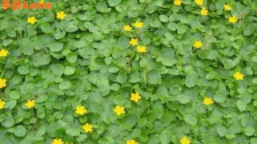 由于荇菜的花朵是黄色的